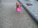 Joy lægger sin frisbee på plads 