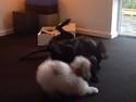 King leger med Nala <3