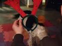 Hvor hurtigt kan en hund få gevir? 