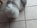 Leg