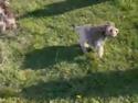 Mine glade hunde