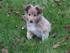 Vores nye hund :-) Sheltie 