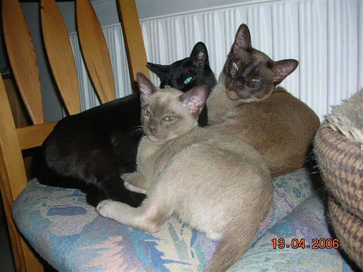 Billeder af mine dejlige misser - Baloo (baggerst t.v) Coco (baggerst t.h) og Lillemand som killing (forrest) billede 1