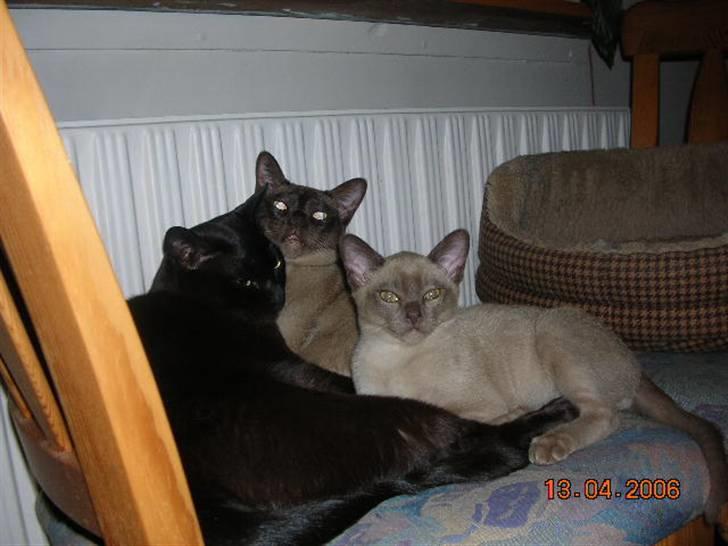 Billeder af mine dejlige misser - Baloo, Coco og Lillemand i en hyggestund på stolen billede 2