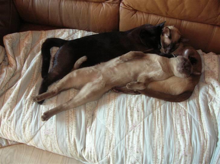 Billeder af mine dejlige misser - Råhygge i sofaen. Lillemand nyder rigtig livet og tager en slapper på ryggen billede 3