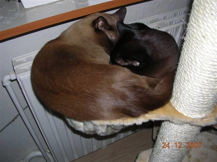 Billeder af mine dejlige misser - Deres nye kradsetræ er et hit. Baloo og Lillemand deler den lille hængekøje og varmer sig på radiatoren. billede 4