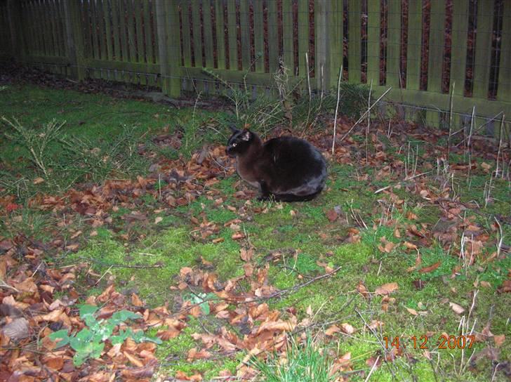 Billeder af mine dejlige misser - Baloo i haven en tidlig morgen. billede 5