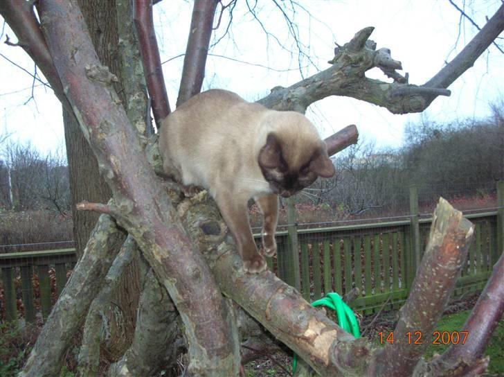 Billeder af mine dejlige misser - Coco tager en tur op i klatretræet i haven billede 6