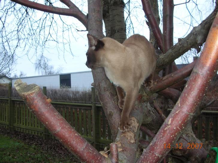 Billeder af mine dejlige misser - Lillemand i klatretræet i haven. billede 7