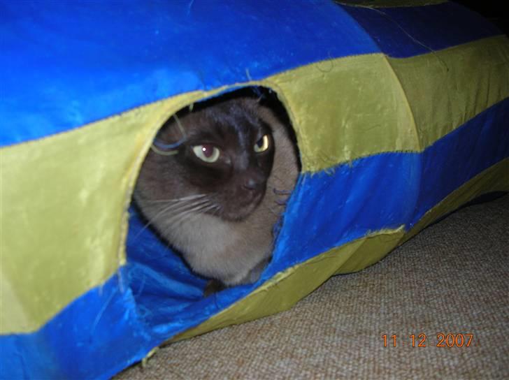 Billeder af mine dejlige misser - Lillemand har gemt sig i den gamle kattetunnel billede 8