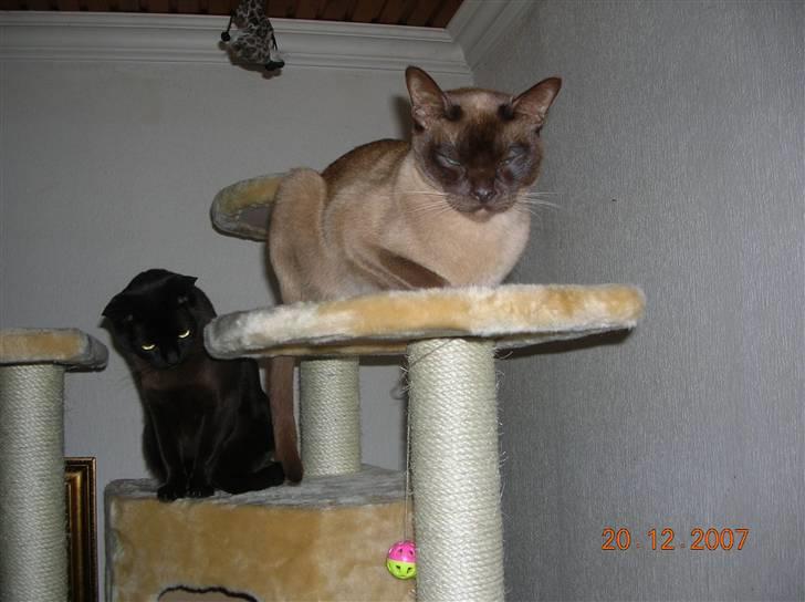 Billeder af mine dejlige misser - Det nye klatretræ bliver her indviet af Baloo (baggerst) og Coco. billede 9