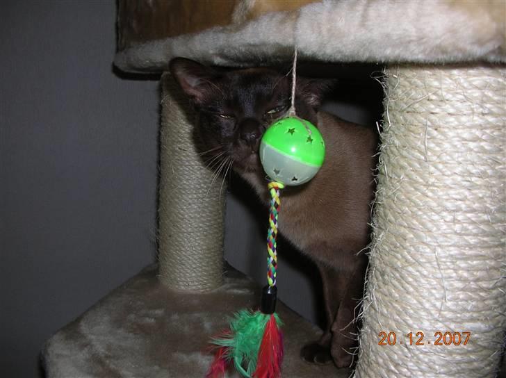 Billeder af mine dejlige misser - Legetøjet jeg har hængt op på det nye klatretræ undersøges af Lillemand billede 10