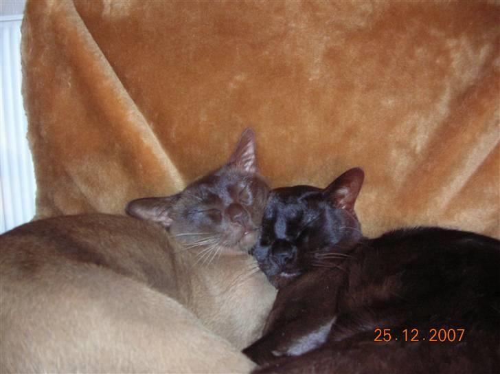 Billeder af mine dejlige misser - Det ser ud som om den er godkendt billede 12