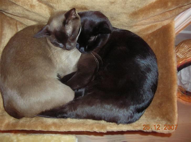 Billeder af mine dejlige misser - De hygger sig i hvertfald sammen Lillemand og Baloo billede 13