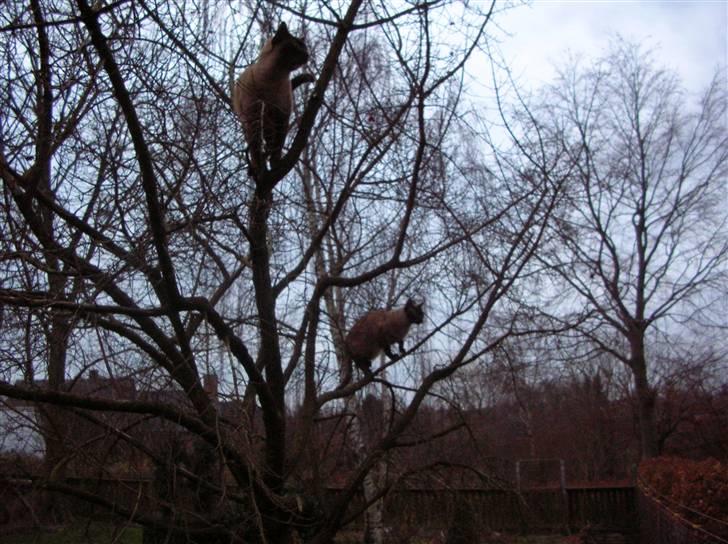 Billeder af mine dejlige misser - Lillemand (forrest) og Coco nyder udsigten til naboen fra deres yndlingstræ billede 14