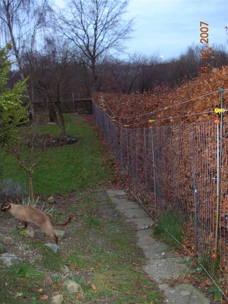 Billeder af mine dejlige misser - Et view ned gennem haven/løbegården. Det er Coco på vej ud af billedet billede 15