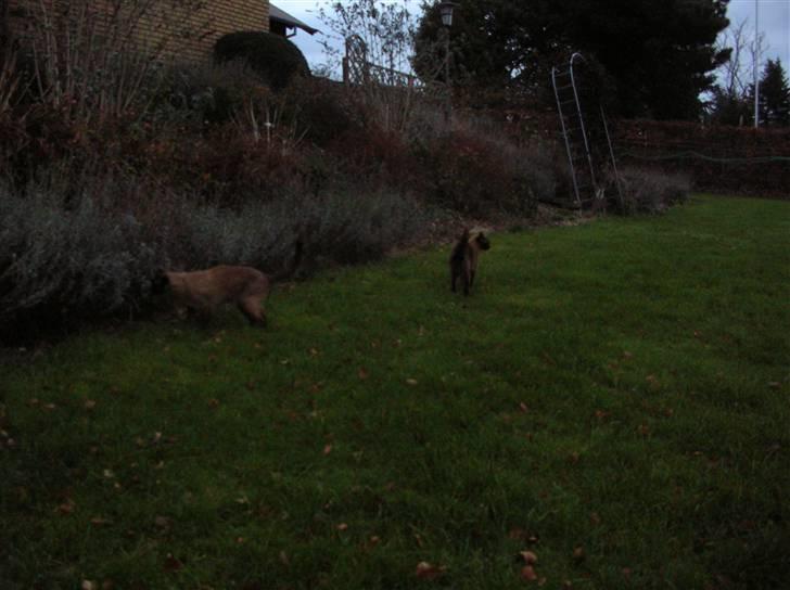 Billeder af mine dejlige misser - Coco og Lillemand leger i haven/løbegården en tidlig morgenstund billede 16