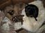 Billeder af mine dejlige misser - Bastian, Coco (med poten omkring Bastian) Lillemand og Baloo (th) hygger sig sammen.