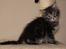 Maine coon killinger