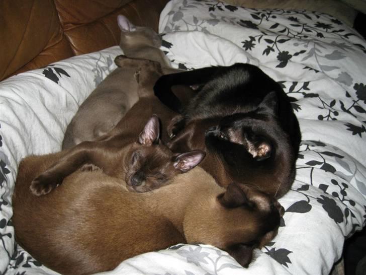 Billeder af mine dejlige misser - Som det kan ses her er mine 2 nye killinger Bastian (den brune) og Whisky (den blå (grå) blevet indlemmet i flokken og accepteret fuldstændig. Her ligger de sammen med Lillemand (med ryggen til) og Baloo. billede 17