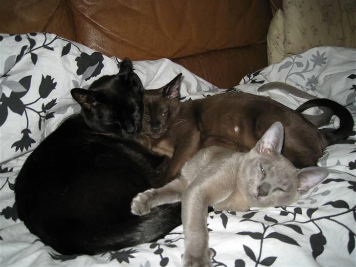 Billeder af mine dejlige misser - En hyggestund i sofaen. Baloo sammen med mine 2 nye killinger Bastian og Whisky. billede 18