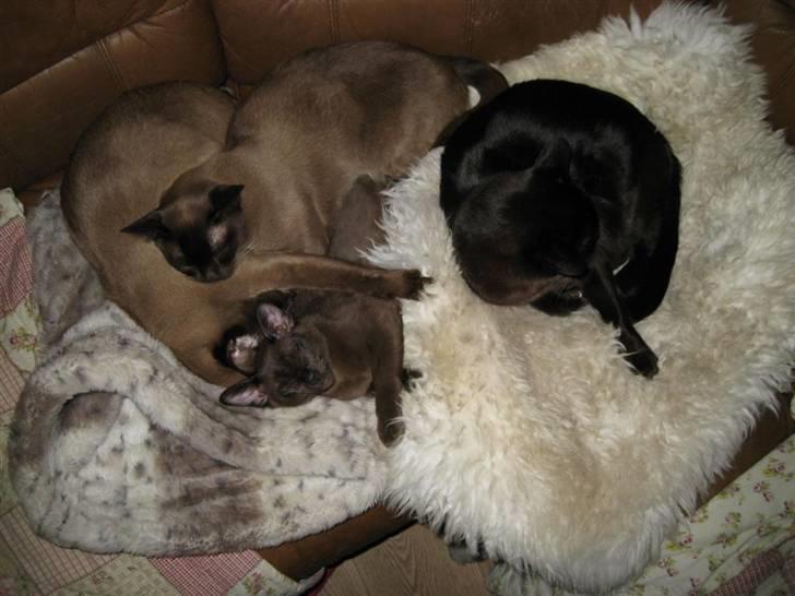 Billeder af mine dejlige misser - Bastian, Coco (med poten omkring Bastian) Lillemand og Baloo (th) hygger sig sammen. billede 19