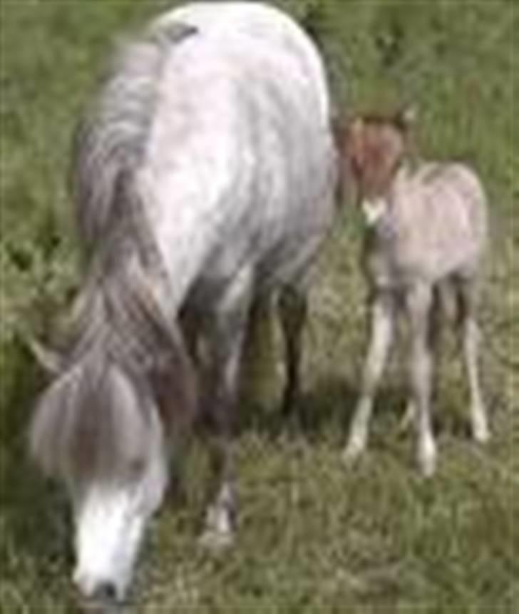 Mine heste og føl - Her er min hest og dens føl...<3 Føllet blev født i sidste ugexD billede 1