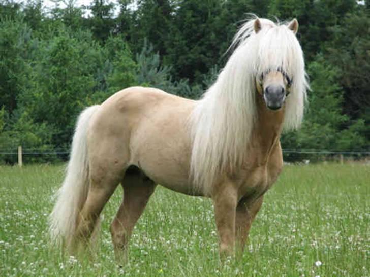 Mine heste og føl - Her er faren til føllet<3 Og det er også min:) billede 2