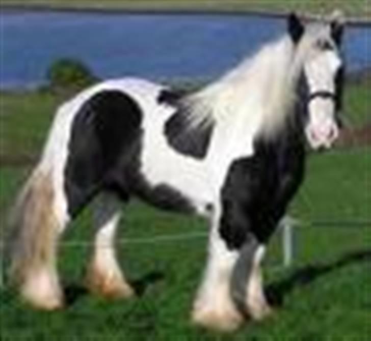 Mine heste og føl - Miin tinker<3 billede 3