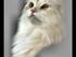 Mine katte 
