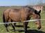 Vores hest Bambi