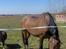 Vores hest Bambi