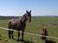 Vores hest Bambi