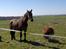 Vores hest Bambi