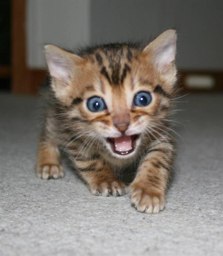 Bengal-killinger billede 1