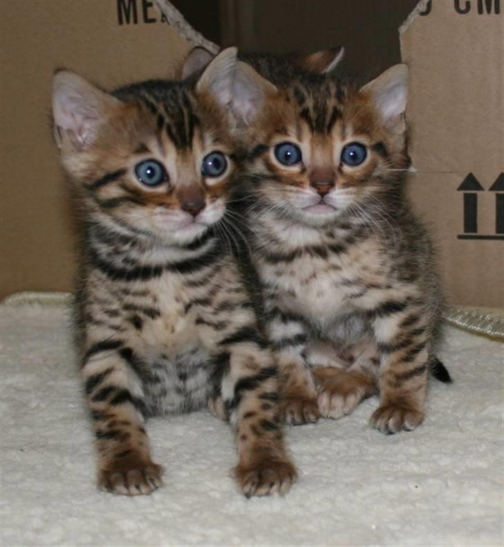 Bengal-killinger billede 2