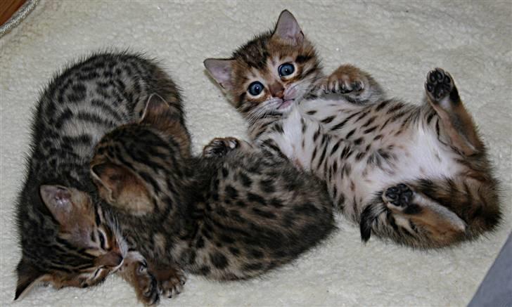 Bengal-killinger billede 3