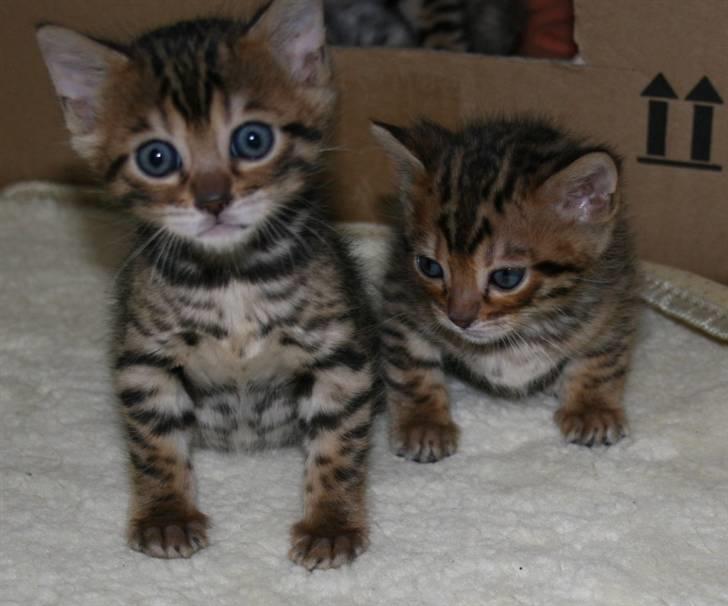 Bengal-killinger billede 5