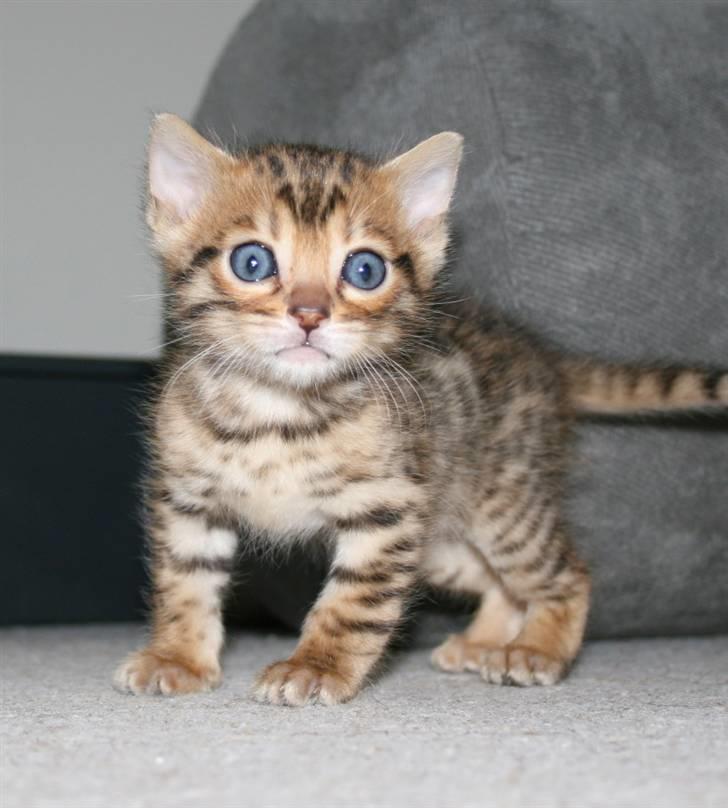 Bengal-killinger billede 6