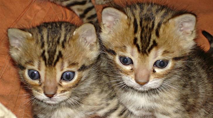 Bengal-killinger billede 7