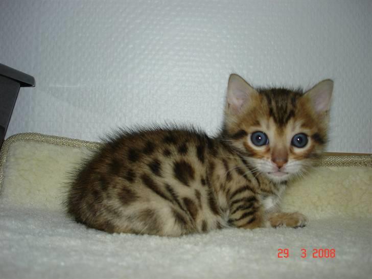 Bengal-killinger billede 8