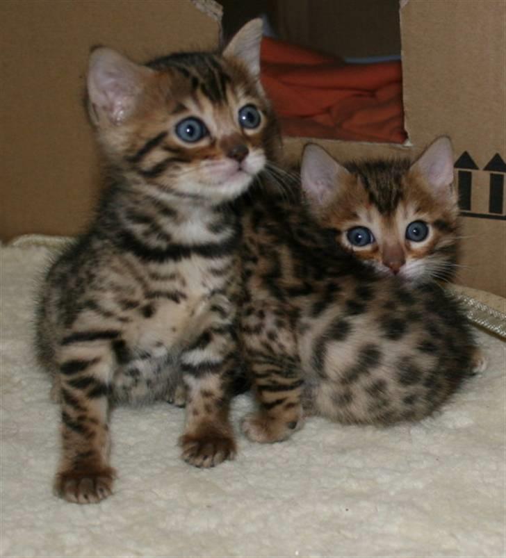 Bengal-killinger billede 9