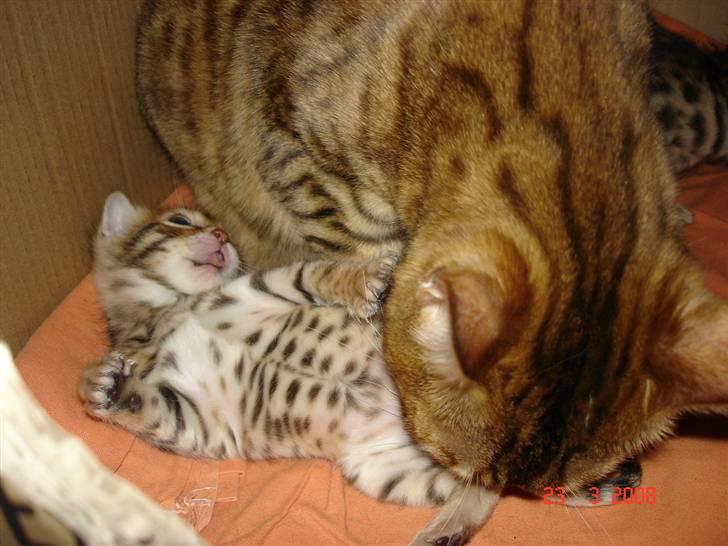Bengal-killinger billede 10