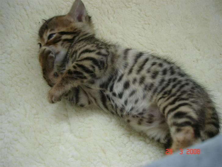 Bengal-killinger billede 11