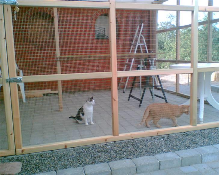 Bygning af kattegård ! billede 16