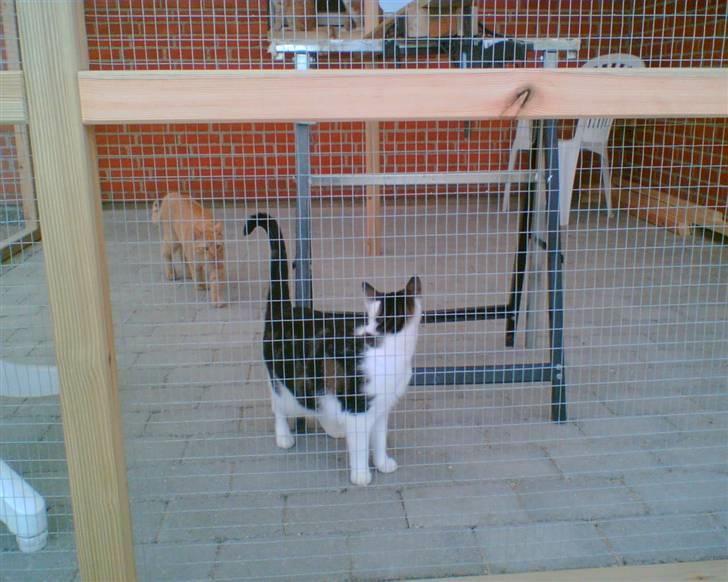 Bygning af kattegård ! billede 17