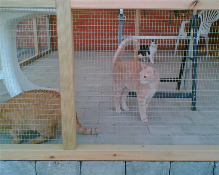 Bygning af kattegård ! - Her er Monse, Moster & jeg ved at tage nybyggeriet i nærmere betragtning.. billede 18