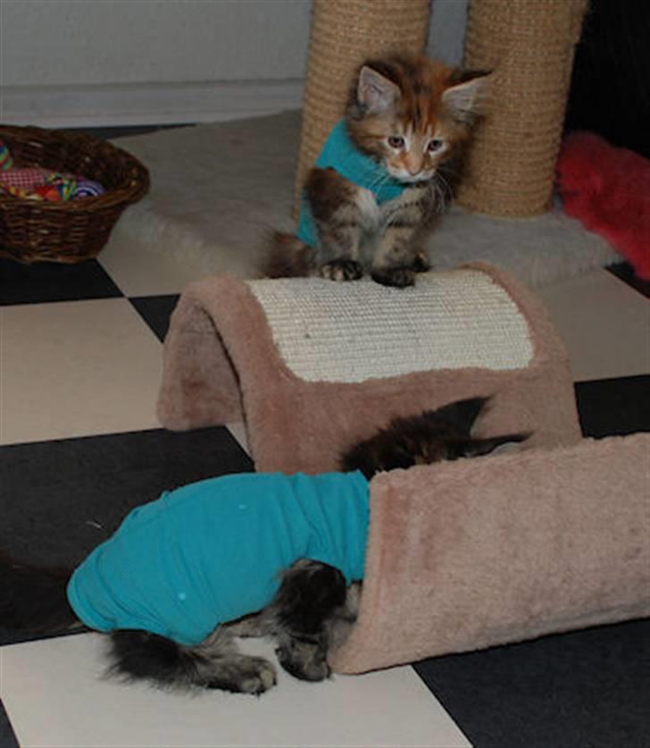 Bodystocking billede 1