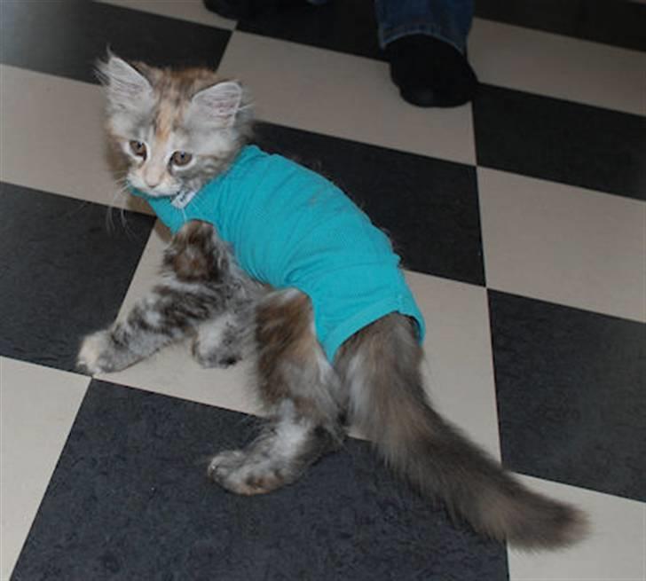 Bodystocking billede 2