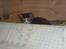 Mine Kilinger - Tigger   ( tigerdyr )